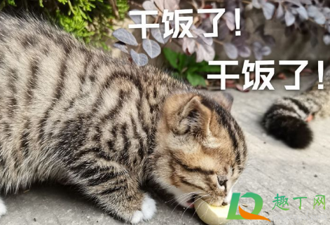 干饭人是什么意思(小小干饭人是什么意思)