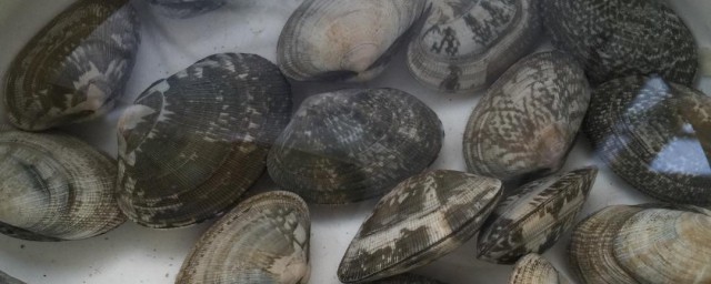 花甲可不可以用热水焯(花甲是用冷水焯还是用热水焯)