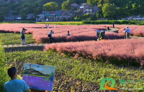 三门粉黛乱子草要门票吗(三门峡粉黛乱子草)