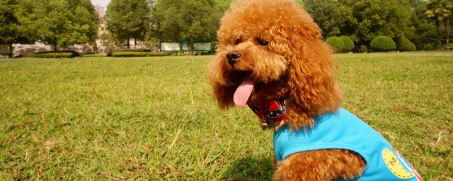 泰迪出生后多久能走路(泰迪出生多久可以走路)