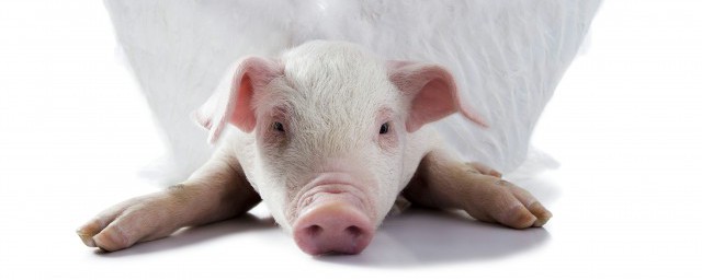 原来十二生肖是这么来的(终于知道了!十二生肖的来历,全了!)