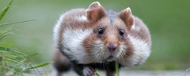 两个腮内各有一个囊带可藏食物