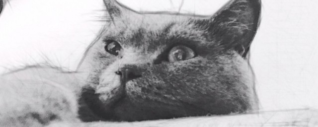 什么样的猫咪适合吃营养膏(猫咪吃什么牌子的营养膏好)