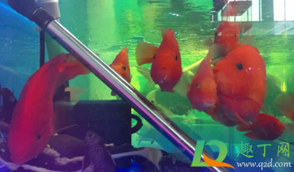 鱼缸加热棒漏电对鱼有伤害吗(鱼缸加热棒漏电会电死鱼吗)