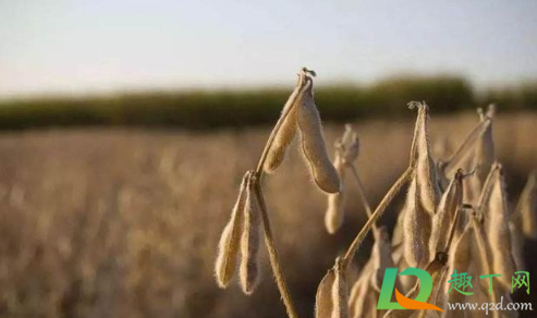 为什么大豆价格疯涨(大豆价格会不会大幅上涨)