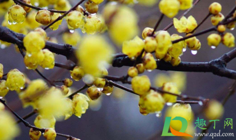 2020小寒是什么时候交节令(小寒是几月几日2020具体时间) 2020小寒是什么时候交节令(小寒是几月几日2020具体时间)