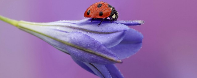 这些动物是人类的朋友(动物是人类的朋友,人类是)