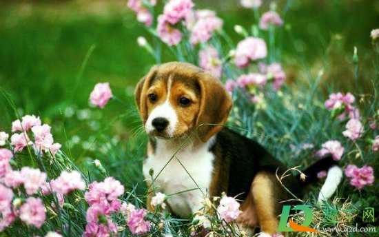 为什么2021年属狗的是一个坎(为什么2021年属狗的是一个坎狗人有哭泣孝丧2021) 为什么2021年属狗的是一个坎(为什么2021年属狗的是一个坎狗人有哭泣孝丧2021)