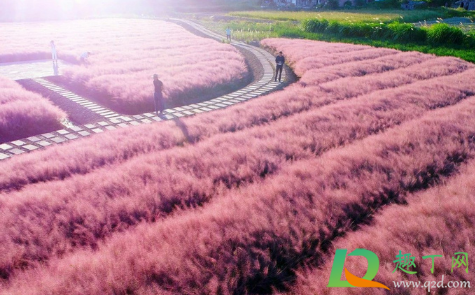 三门粉黛乱子草要门票吗(三门峡粉黛乱子草) 三门粉黛乱子草要门票吗(三门峡粉黛乱子草)
