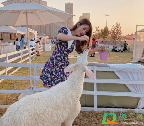 武汉绵羊牧场在哪(武汉绵羊牧场摄影基地)