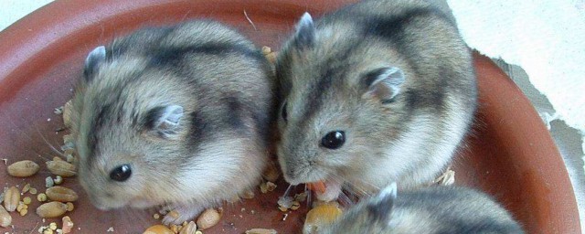 别再把他们认成兄弟了(以为他们是好兄弟)