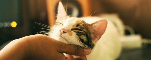 猫咪爱人类吗(猫看得懂人类最爱吗)