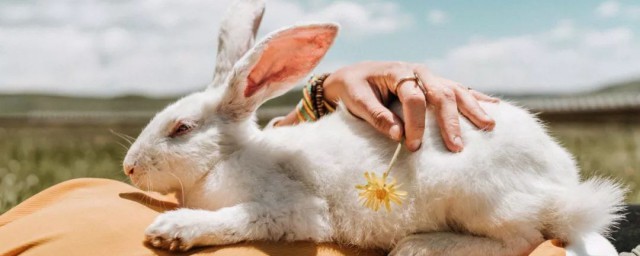 兔子眼睛的颜色与什么有关(兔子的眼睛最常见的是什么颜色)