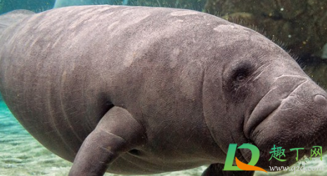 儒艮和海牛是同一种动物吗(儒艮又称海牛,国家____保护野生动物)