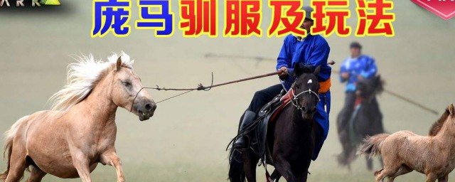 驯服技巧攻略(教你如何驯服大神)