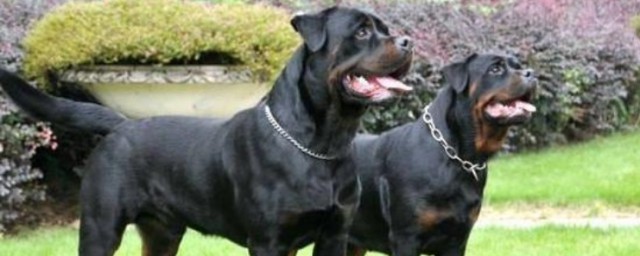 饲养这孩子的你需要注意(儿子该怎么养)