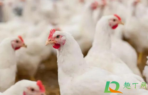 鸡肉价格降了多少11月(鸡肉价格大跌) 鸡肉价格降了多少11月(鸡肉价格大跌)