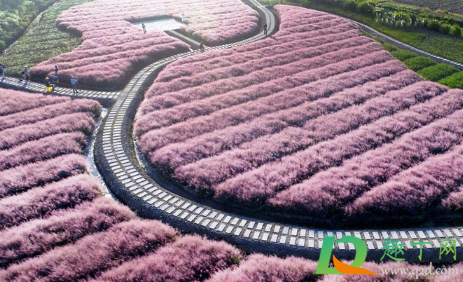 三门粉黛乱子草几月份有(粉黛乱子草一年四季都有吗)