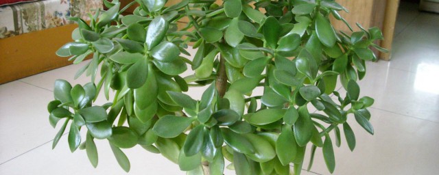 如何养护(如何养护肾)