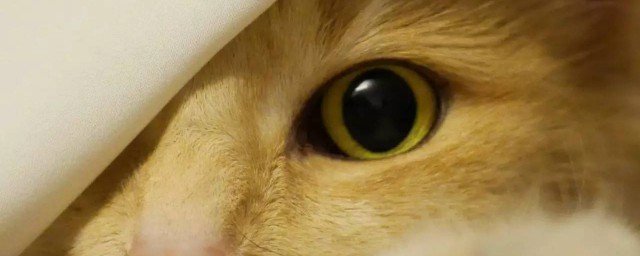 猫龄怎么判断(猫的年龄如何判断)