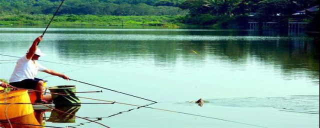 如何弄面粉鱼饵(面粉可以做鱼饵吗?怎么做求教程)