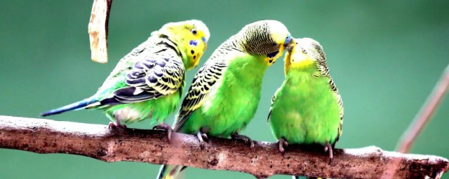 可以合法笼养的鹦鹉只有4种(哪些鹦鹉是可以养的而不犯法)