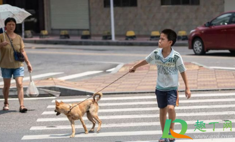 云南威信显禁止遛狗是真的吗(威信县遛狗)