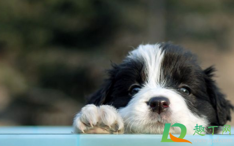 云南威信显禁止遛狗是真的吗(威信县遛狗)