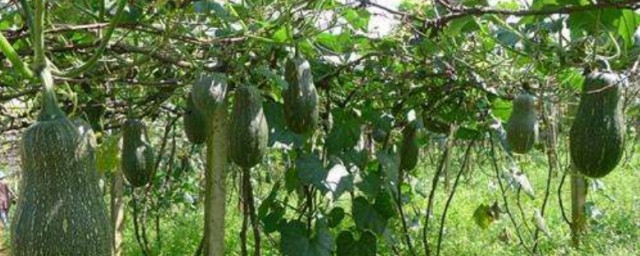 个头大的蜜本南瓜品种有哪些(蜜本南瓜产地)