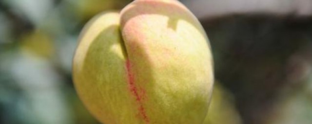 那种品种的桃离核最甜的桃(什么品种的桃甜度高)