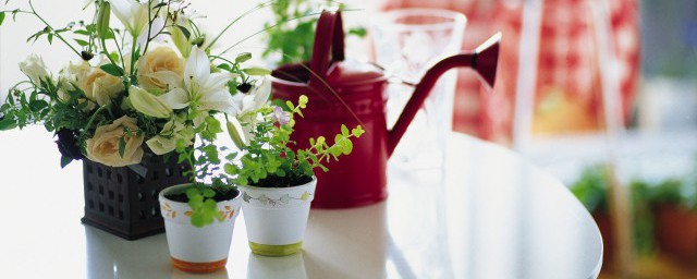 这样浇花花更艳(把花浇得怎么样)