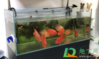 鱼缸加热棒漏电对鱼有伤害吗(鱼缸加热棒漏电会电死鱼吗)