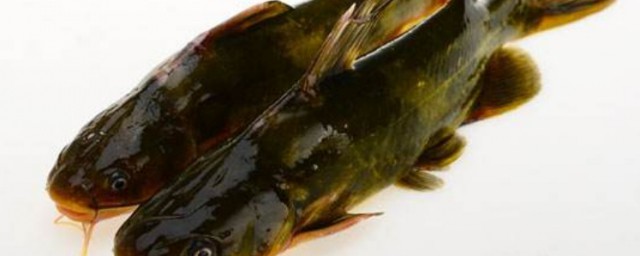 这个品种的河鱼最有营养(河鱼最好的是什么鱼)