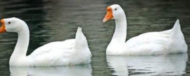 我国这些品种的肉鹅比较好(肉鹅有哪些品种?)