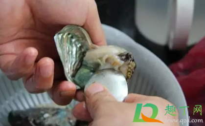 鲍鱼内脏为什么是绿色的(鲍鱼里面是绿色的怎么回事) 鲍鱼内脏为什么是绿色的(鲍鱼里面是绿色的怎么回事)