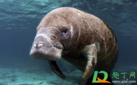 儒艮和海牛是同一种动物吗(儒艮又称海牛,国家____保护野生动物)