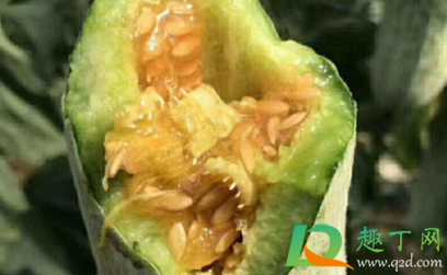 羊角蜜要不要削皮去籽(吃羊角蜜要削皮去籽吗) 羊角蜜要不要削皮去籽(吃羊角蜜要削皮去籽吗)