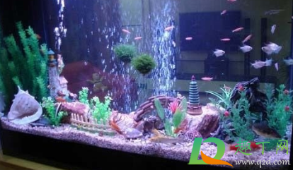 鱼缸加热棒能放在底部吗(鱼缸加热棒可以放在缸底吗)