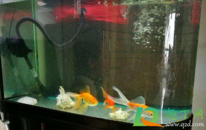 鱼缸加热棒能放在底部吗(鱼缸加热棒可以放在缸底吗)