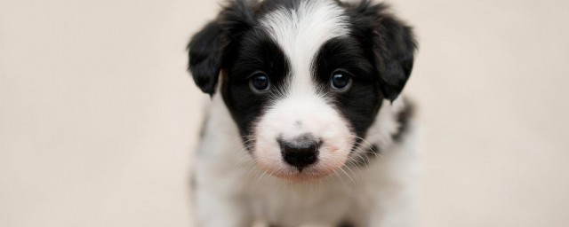 怎么养三个月的边牧(三个月 边牧)