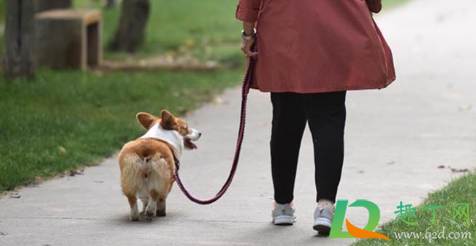 云南威信显禁止遛狗是真的吗(威信县遛狗)