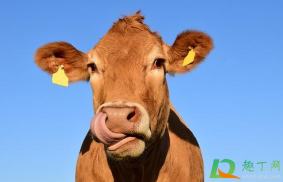 2021年是60年难遇的金牛吗(2021金牛年是百年难遇吗) 2021年是60年难遇的金牛吗(2021金牛年是百年难遇吗)