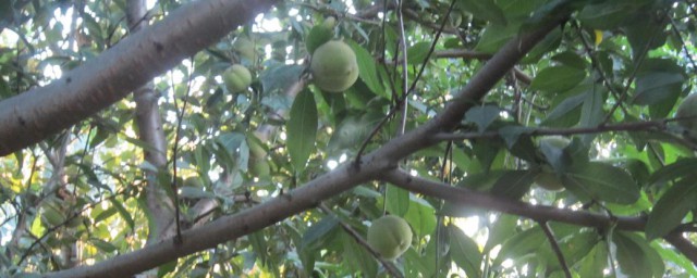 果树耐阴和耐阳的区别(常用十大耐阴果树)