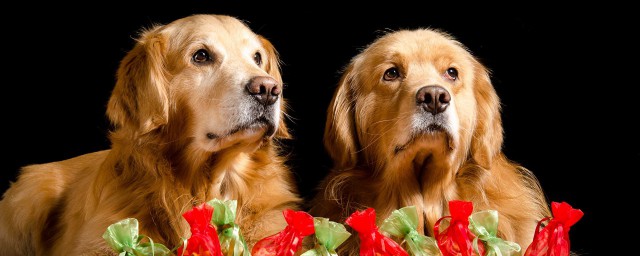 你知道是什么犬吗(什么犬什么名)