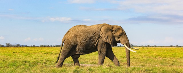 大象的记忆力好不好(大象的记忆力有多长时间)