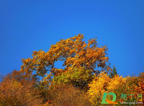 2021年是盲年吗(2021年是什么) 2021年是盲年吗(2021年是什么)