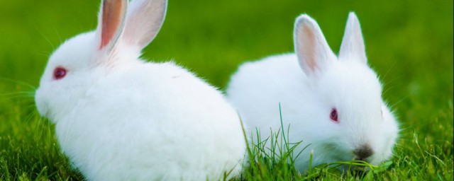 兔子粪便能不能直接施肥(兔子粪能做肥料吗)