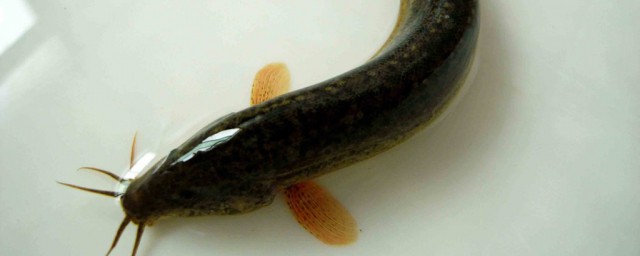 搭配比例是多少(确切的比例搭配恰当吗)