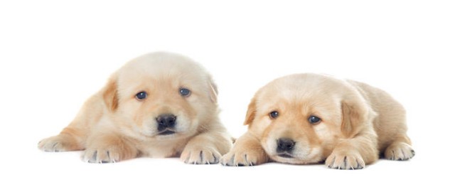 拉布拉多有什么颜色(拉布拉多有什么颜色视频)