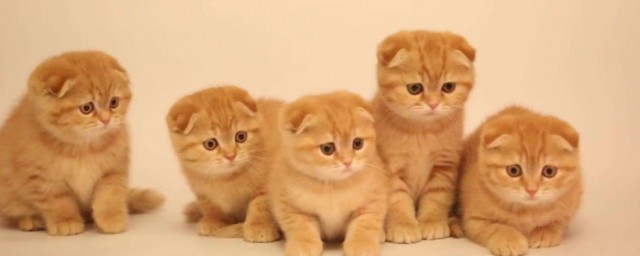 这五种你了解吗